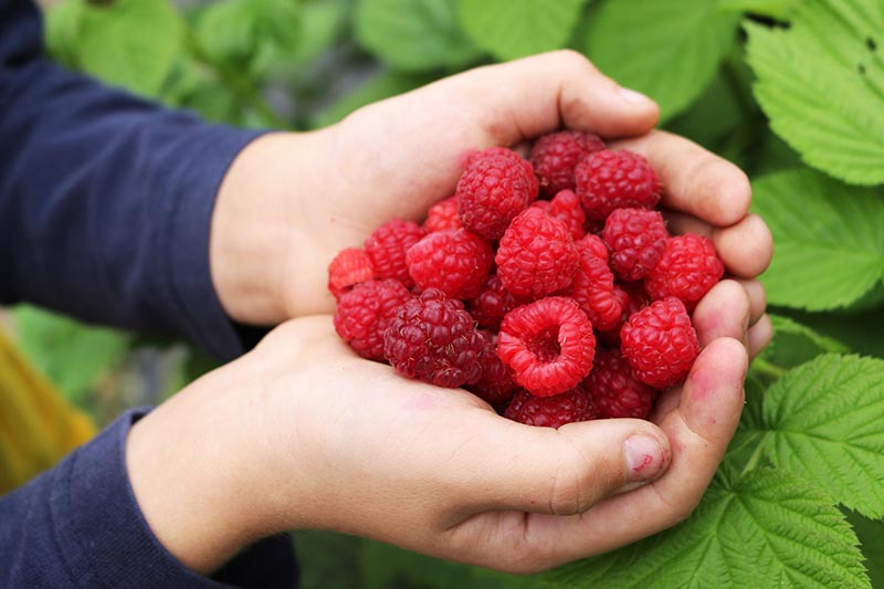 Summer Berry Handful of Raspberries