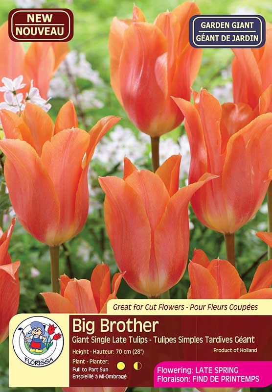 Big Brother - Giant Single Late Tulip - Flowering Late Spring