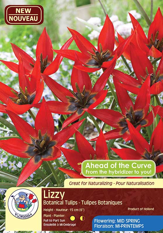 Lizzy - Botanical Tulips - Flowering in Mid Spring