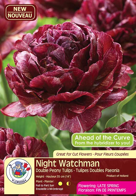 Night Watchman - Double Peony Tulips - Flowering in Late Spring