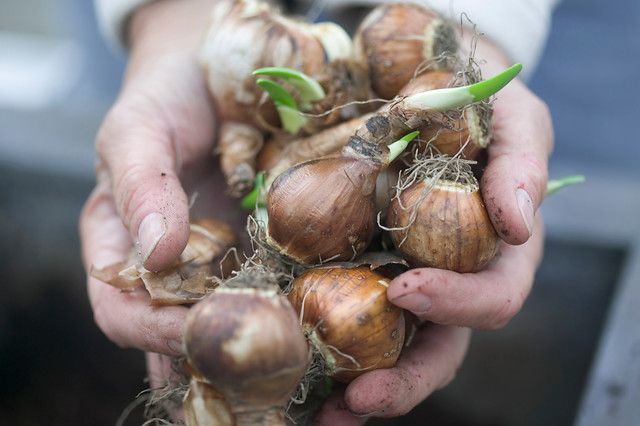 Hands Holding Paperwhites