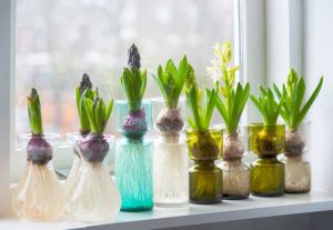 Hyacinths in Glass