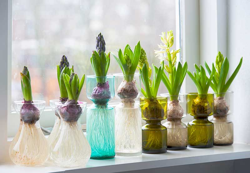 Forcing Hyacinths in Glass Vase