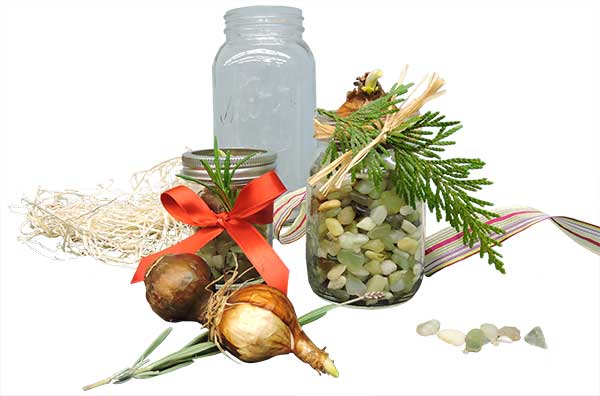 Paperwhites - Decorative Festive - in Jars