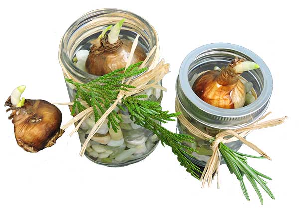 Paperwhites - Decorative Festive - in Jars