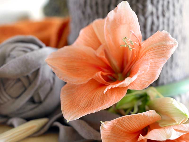 Amaryllis Hippeastrum Rilona