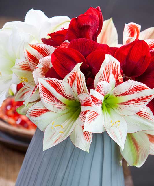 Amaryllis Potted Mix