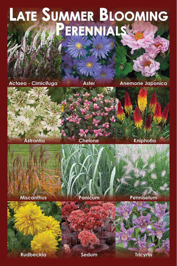 Dog Friendly Perennials Dog Friendly Perennials