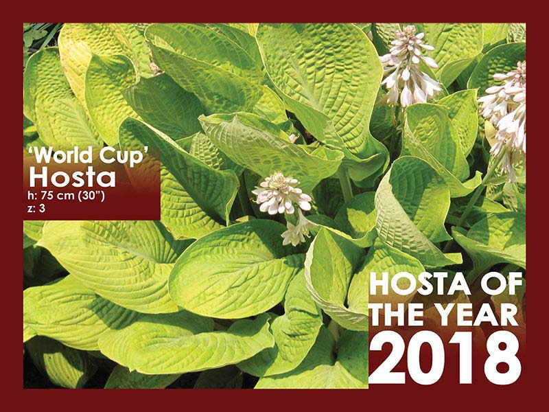 Hosta of the Year - 2018