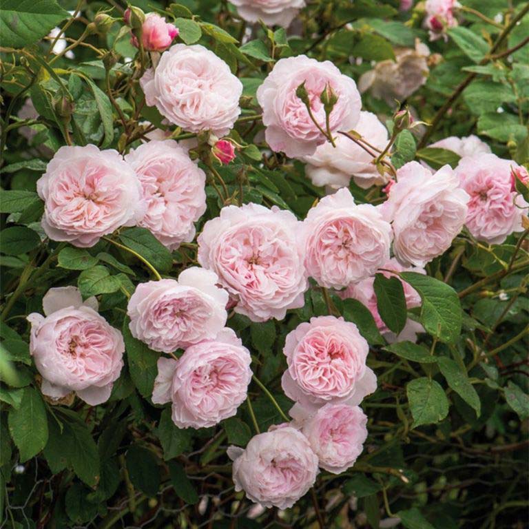 The Albrighton Rambler - David Austin Roses