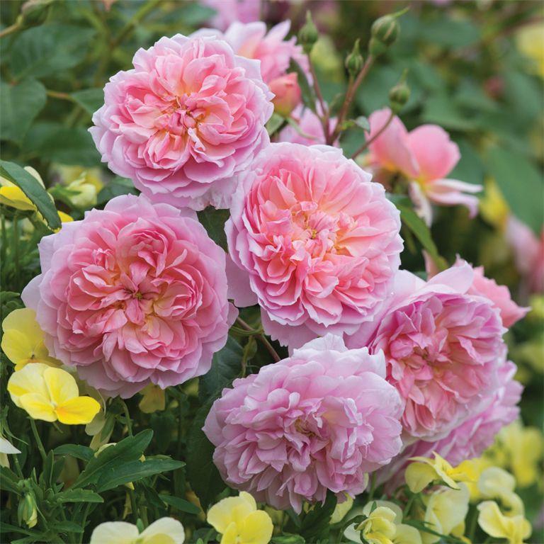 Anne Boleyn - David Austin Roses