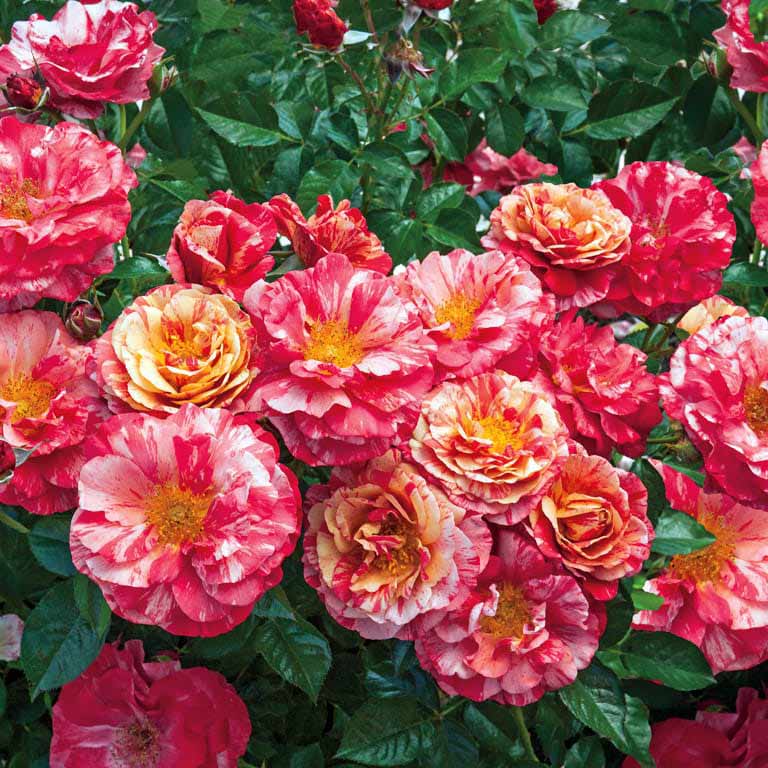 Frida Kahlo - Weeks Roses