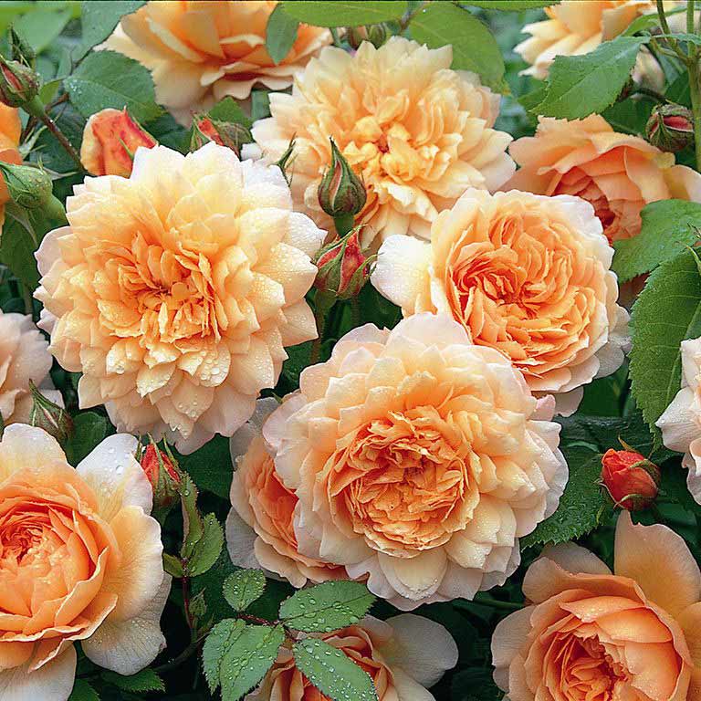 Grace - Auskeppy - David Austin Roses