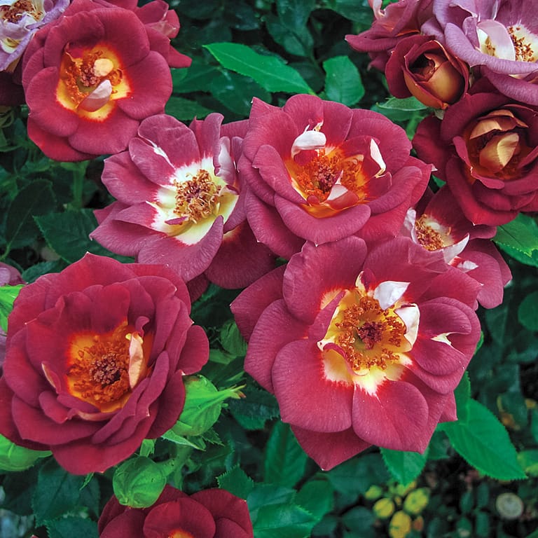 Hot and Sassy - Weeks Roses