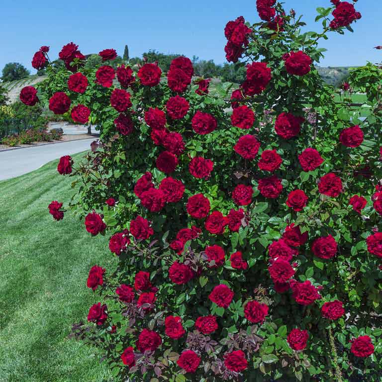 Lady in Red - Weeks Roses