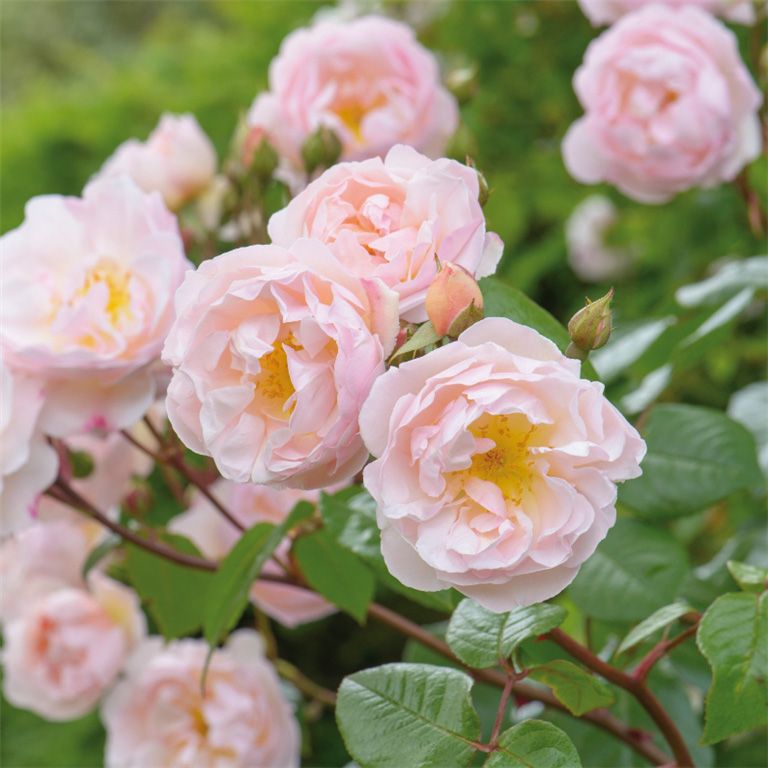 The Lady of the Lake - David Austin Roses