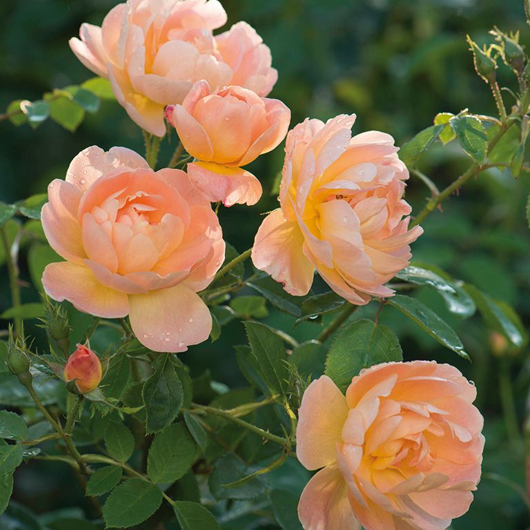 The Lark Ascending - David Austin Roses