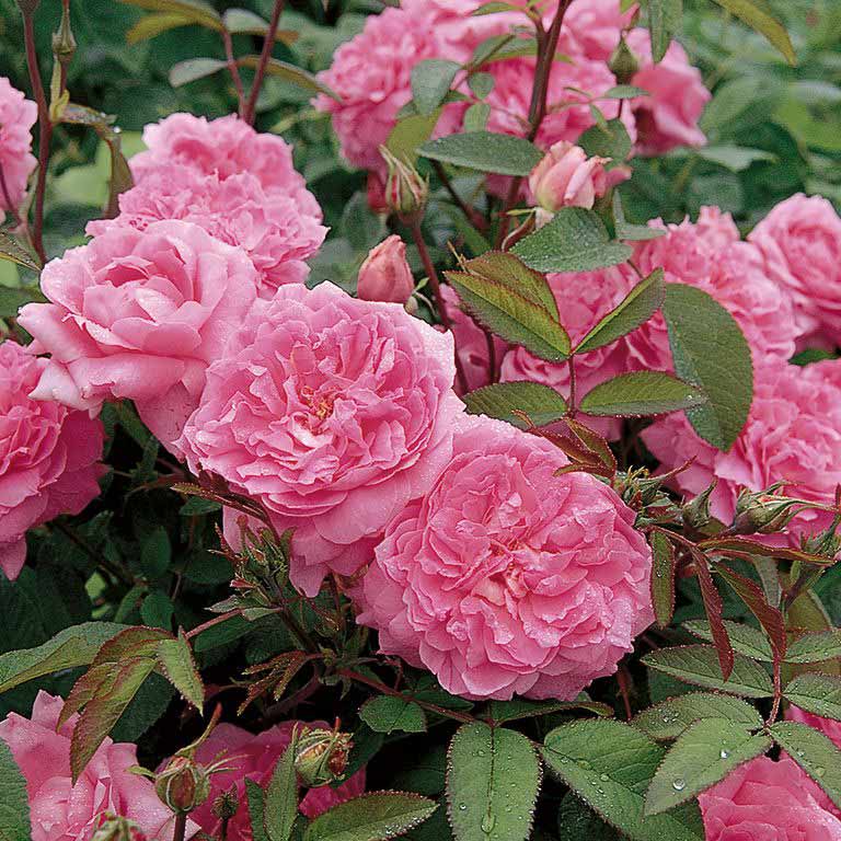 The Mayflower - David Austin Roses