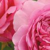 Princess Alexandria of Kent - David Austin Rose