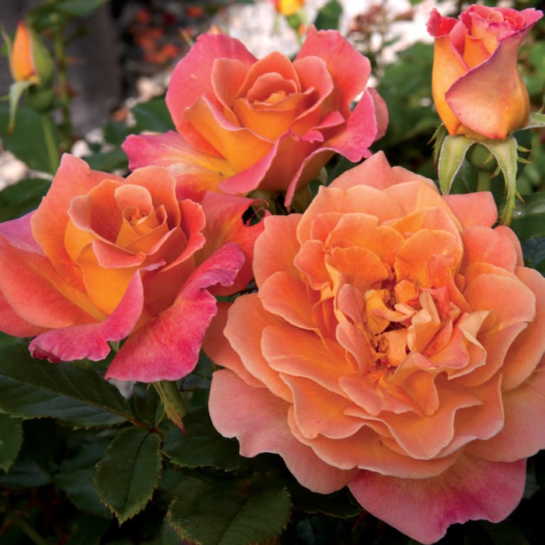 Rosie the Riveter - Weeks Roses