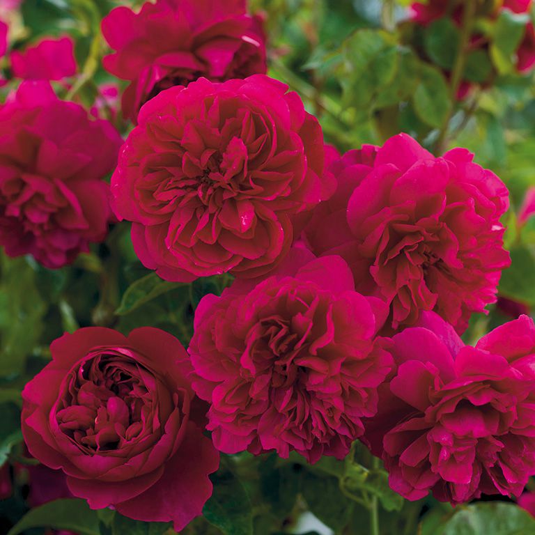 Thomas à Becket - David Austin Roses
