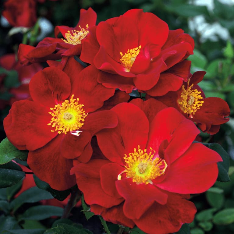 Top Gun - Weeks Roses