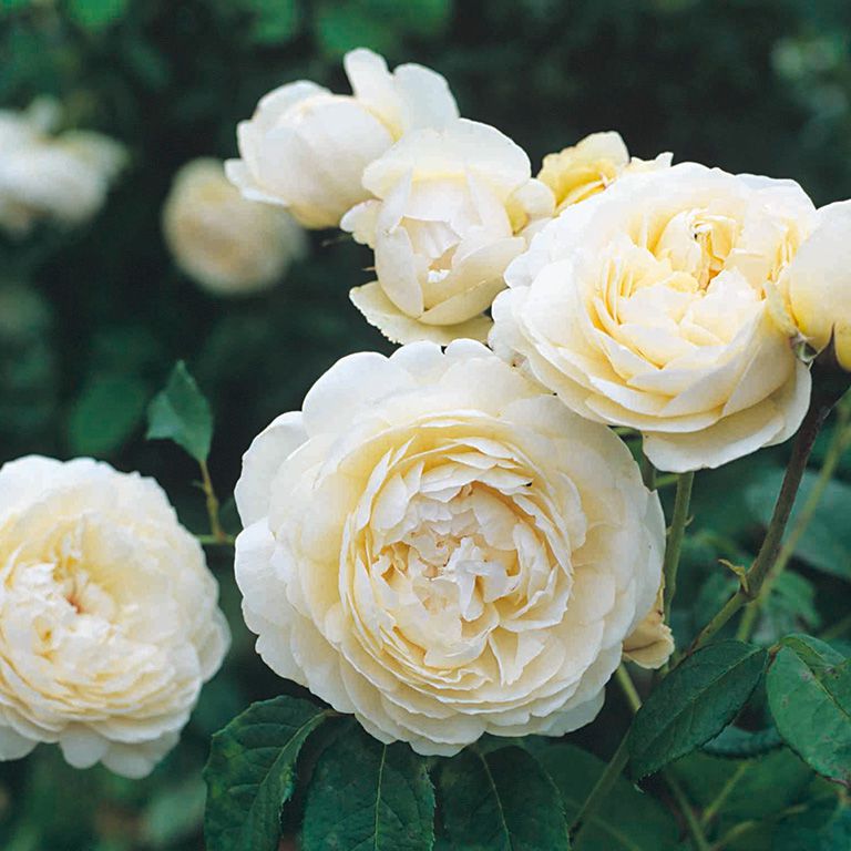 Windermere - David Austin Roses