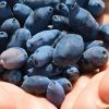 Haskap Berries - Berries and Cross-Pollination