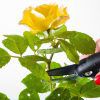 How to Prune an English Shrub Rose