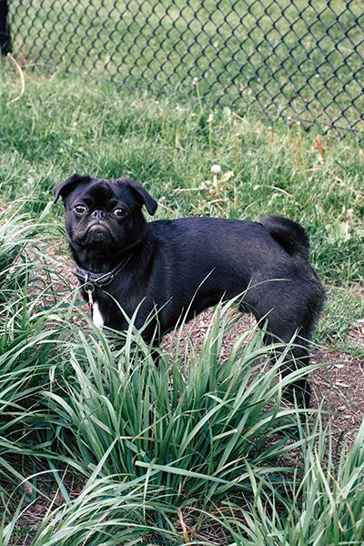 is blue fescue poisonous to dogs