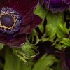 Garden Accents: Anemones - Feature