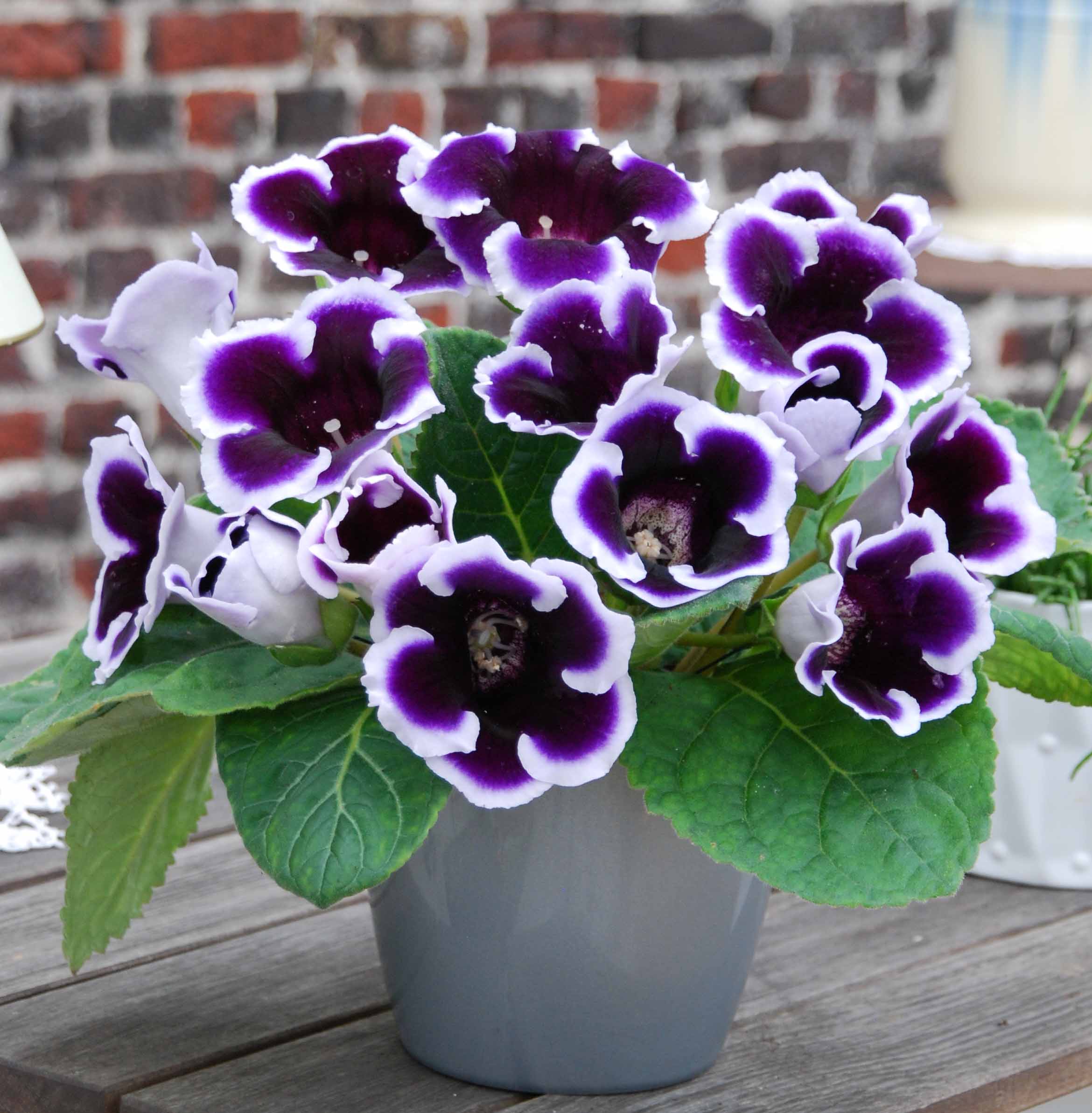 How to Grow Gloxinias - Florissa