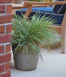 Calamagrostis grass container