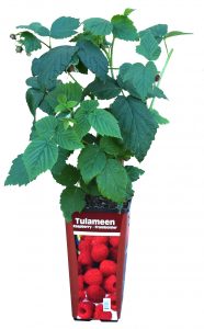 Potted Raspberry Plant