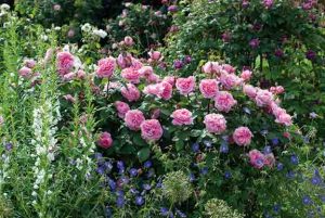 Rose Companion Plants