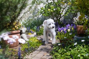 Dog Friendly Garden