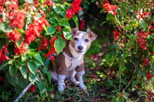 Dog in Garden