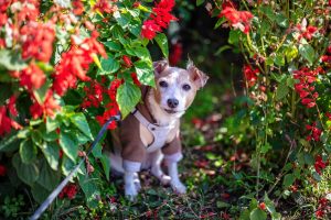 Dog in Garden