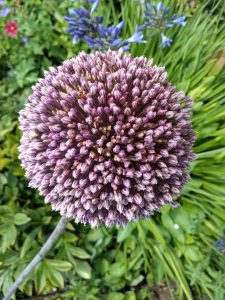 Allium Summer Drummer